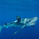 V Jadranskem morju ujeli skoraj 200 kil težkega morskega psa