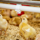 Perutnina Ptuj ukinja jate kokoši nesnic, jajca bodo valili v inkubatorju
