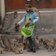 Opice še vedno terorizirajo tajsko mesto, domačini so se podali na 'lov'