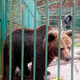 Inšpekcijske odločbe: skrbniki medvedov ne smejo več prikazovati javnosti