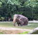 Posnetek igrive slonice Gange, ki srečna pleše v dežju, riše nasmehe