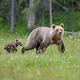 Najbolj nevarno je, kadar se človek znajde med medvedko in mladiči