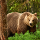 Odstrelili bodo 206 medvedov: odlok razburil aktiviste