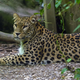 Leopard napadel oskrbnico, zaradi hudih poškodb je umrla
