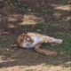 Tiger pokončal moškega, ki je skočil v njegovo ogrado