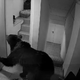 V gorskem letovišču si je medved sam odprl vrata hotela
