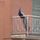 Več kot sto pavov pohajkuje po ulicah, sedi na balkonih, se zbira ob plaži
