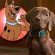 Scooby-Doo se vrača na male ekrane, tokrat s pravim psom