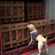 V lesu skrili več kot 100 ton droge, vse so zasegli
