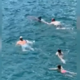 Navdušenje prešlo v nadlegovanje: delfina 'jahajo', preganjajo z gliserji ...