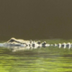 Aligator napadel ribiča in ga potegnil v vodo