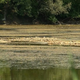 Reke na robu: Mura in Drava rekordno nizki, ribiči ustavljajo ribolov
