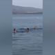 Delfin Oliver navdušuje kopalce, a lahko se konča tragično