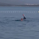 V Dalmaciji delfin priplaval do obale in se ob plavalcih igral z žogo