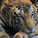 Tiger pobegnil, napadel moškega, ta je dva meseca kasneje umrl