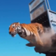 Po desetletjih izginotja se v Kazahstan vrača sibirski tiger