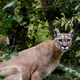 Puma na Poljskem? Prebivalce pozivajo, naj se izogibajo gozdu