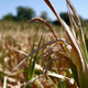 Začenja se ocenjevanje škode zaradi suše, ta še pustoši po državi