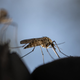 Zakaj ravno jaz? Biologinja razkriva, kaj privlači komarje