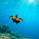 Oceani 'gorijo': avgusta znova rekordne temperature