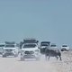 Črni nosorog napadel avtomobil turista na safariju