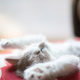 To je 5 znanstveno dokazanih koristi za lastnike mačk