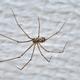 Najučinkovitejši način, kako pajke prepričati, da zapustijo vašo spalnico