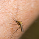 S temi domačimi triki boste ublažili komarjeve pike