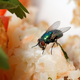 Ali je varno zaužiti hrano, na katero je priletela muha?
