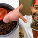 Posadil seme paradižnika iz burgerja, 3 mesece kasneje pa šokiran gledal, kaj je zraslo
