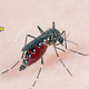 S tem trikom boš odgnala komarje IN preprečila njihovo razmnoževanje (živijo, poletje!)