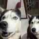 Najbolj prikupen in viralen videoposnetek kužka z ... naglasom? Prav si prebrala! (VIDEO)
