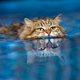 7 pasem mačk, ki imajo vodo raje kot druge