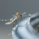 VIDEO: V boj proti invaziji komarjev z zatiranjem njihovih ličink