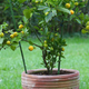 Citrusi v posodi: Previsoke temperature v zimovališču jih ošibijo
