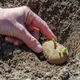 Krompir: Letos se tla počasi ogrevajo