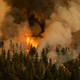 Okolje: Do leta 2100 50 odstotkov več požarov v naravi