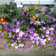 Vrtna svetovalnica: Balkonske cvetlične zasaditve