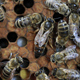 Zakaj je treba zdraviti čebele