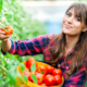 3 načini vzgoje paradižnika – v vrtu, gredi in loncu