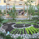 Skupnostni vrtovi: Vrtičkarstvo, ki vidi čez veliko plotov
