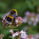 Odcvetajočih začimbnic in trajnic ne režimo, dokler gostijo čmrlje ali čebele