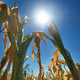 Ponekod po Sloveniji že suša, a za zdaj brez večjih posledic v kmetijstvu