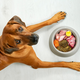 Premislite, preden se odločite za hranjenje psa s surovo hrano