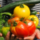 Zlata pravila vzgoje okusnega paradižnika, paprike, kumar in bučk