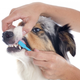 Kako ščetkati pasje zobe