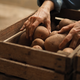 Kako pravilno skladiščiti krompir