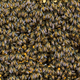V Kanadi s tovornjaka padli panji s petimi milijoni čebel