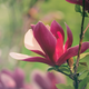 Svetovalnica: Kako razredčiti magnolijo