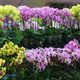 Kupovanje orhideje – da ne boste razočarani